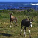 Bontebok National Park